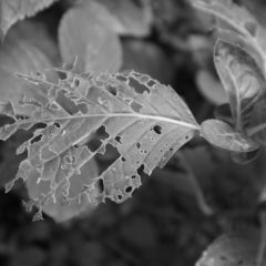 おすすめフラワーガーデン